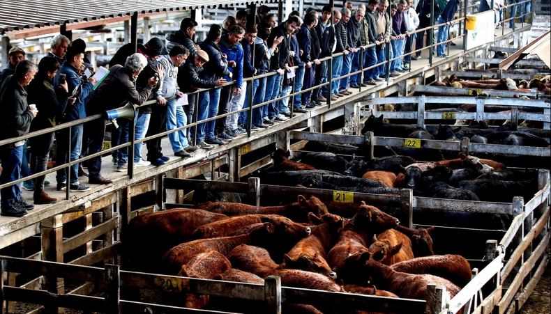Los precios de la carne se disparan y empujan la inflación de noviembre. Los precios de la carne se disparan y empujan la inflación de noviembre.